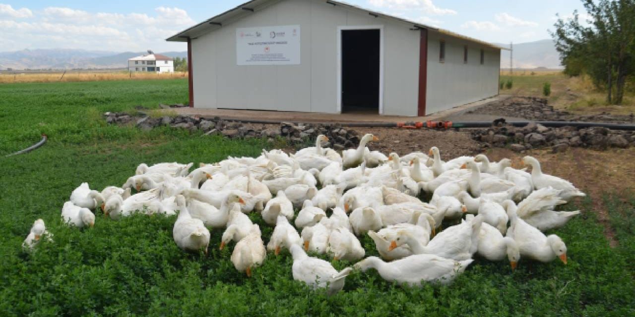 2 bin kaz yavrusu musa kondu zZ9kEv5e