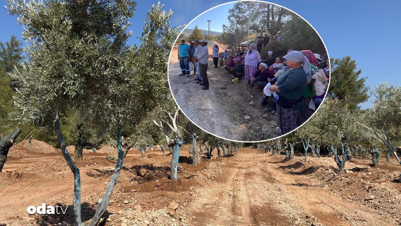 zeytinler tasiniyor koylulerden can suyu PMg5gu75