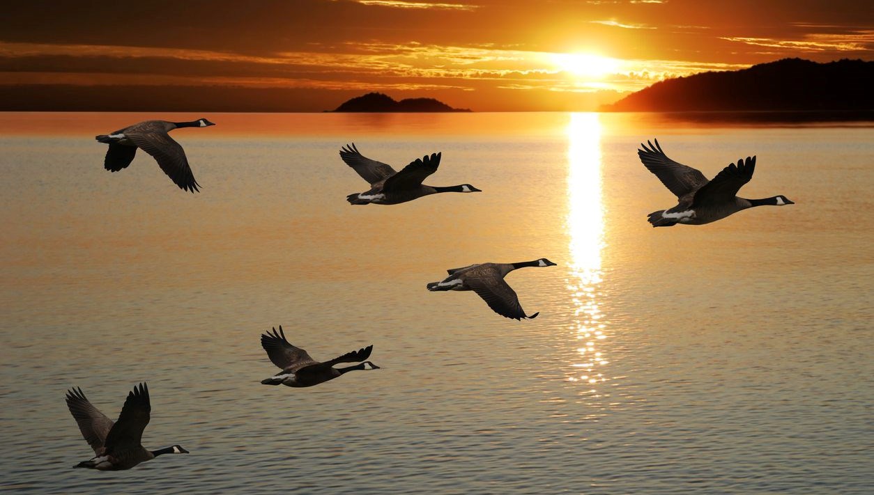 gokyuzundeki uyari kuslarin goc aliskanliklari degisiyor NrwNKGaB